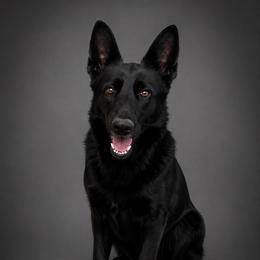 Xena - German Shepherd