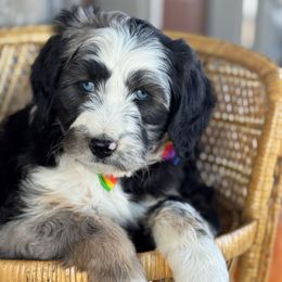 Miranda - Blue merle female Aussiedoodle puppy in Grinnell, Iowa from Rural Iowa Aussies & Doodles