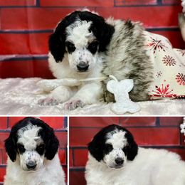 Poodles from Smart Azz Poodles