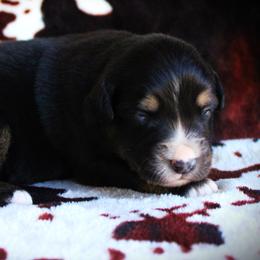 Indy - Black tri female Miniature Australian Shepherd puppy in Ixonia, Wisconsin from Hunt N Oaks