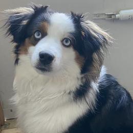 Toy Australian Shepherds from Pine Ridge Toy Aussies