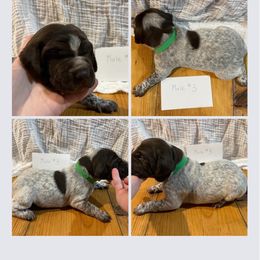 Boy 3 - Liver roan German Shorthaired Pointer puppy in Cleveland, Georgia from C&M Kennel