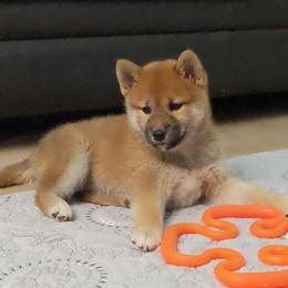 Shiba Inu Puppies from Jogoso Shibas