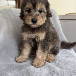 Monique - Phantom female Goldendoodle puppy in Lowville, New York from Adirondack Labradoodles