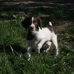 Brittany Puppies from Center Ridge Brittanys