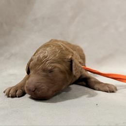 Timon - Orange Band Boy - Red  male Poodle puppy in Plainfield, New Jersey from Caris Paws Poodles and Labradoodles