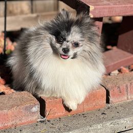 Stella - Pomeranian