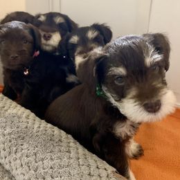Miniature Schnauzer Puppies from Reservoir Dogs