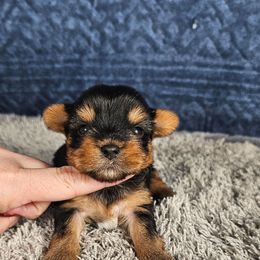 Pup 5 - Black and tan female Yorkshire Terrier puppy in Polk City, Florida from Yorkies by Casey