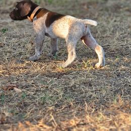 Boy 8 - Liver roan male German Shorthaired Pointer puppy in Henderson, Texas from C4 Gun Dogs