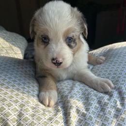 Lightning - Blue merle male Australian Shepherd puppy in Grants Pass, Oregon from Carmel Mountain Aussies