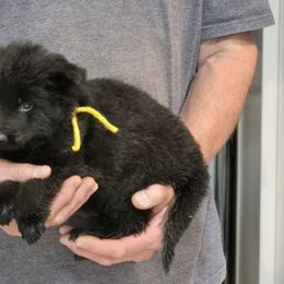 Gold Boy - Black male German Shepherd puppy in Lake George, Colorado from High Country German Shepherds