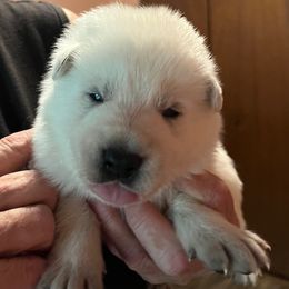Blue collar boy - White male Berger Blanc Suisse puppy in Millville, New Jersey from Hollybrook White Shepherds