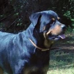 Rottweilers from Ole Kuntry Kennel (OKK)
