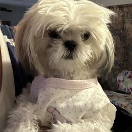 Shih Tzu Puppies from Prescious Shih Tzu’s