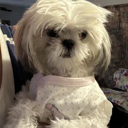 Shih Tzu Puppies from Prescious Shih Tzu’s