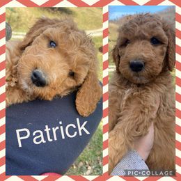 Goldendoodle Puppies from The Poodle Plantation