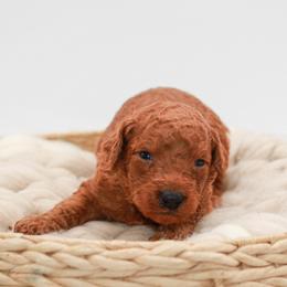 Green collar boy - Red  male Goldendoodle puppy in Spokane, Washington from Dream Doodles in Spokane WA