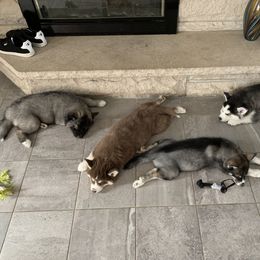 Siberian Husky Puppies from Myths and Legends Siberian Huskies