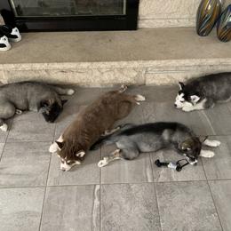 Siberian Husky Puppies from Myths and Legends Siberian Huskies