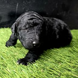 Jasper - Black female Poodle puppy in Pinedale, Wyoming from Courey Spire