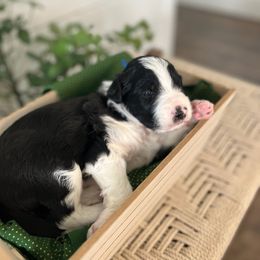 Yosemite - White and black male Bordoodle puppy in Valley Center, California from Circle R Valley Bordoodls