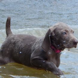 Weimaraner and Wirehaired Vizsla Puppies from Willow Ridge Kennel