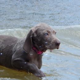 Weimaraner and Wirehaired Vizsla Puppies from Willow Ridge Kennel