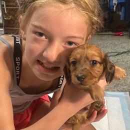 Duffy soft wire long hair - Red male Dachshund puppy in Elizabethtown, Kentucky from Teeny Tiny Puppy Tails