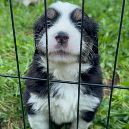 Wren - Black tri female Miniature Australian Shepherd puppy in Shingletown, California from Whiskeytown Aussies