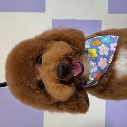 Goldendoodles from CorduroyDoodles