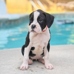 Dolly - Brindle female Boxer puppy in Georgia from Stephanie’s Boxers