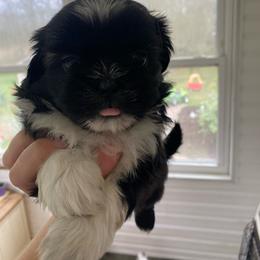 Chip - Black and white male Shih Tzu puppy in Riverhead, New York from Eastern Long Island Shih Tzu