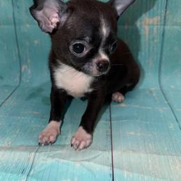 Pepper 8741 - Black and white male Chihuahua puppy in Palmyra, Indiana from Country Star Chihuahuas