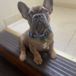 French Bulldog puppies from Frenchies of New York