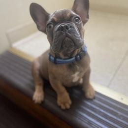French Bulldog puppies from Frenchies of New York