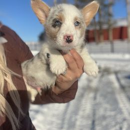American Corgi and Pembroke Welsh Corgi Puppies from Kati Burns