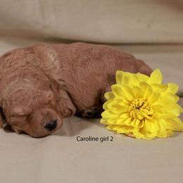 Girl 2 - Apricot female Labradoodle puppy in Colonial Beach, Virginia from Bristol Mine Kennels
