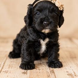 Fig - Black and white female Cockapoo puppy in Santa Barbara, California from K+C Doodles