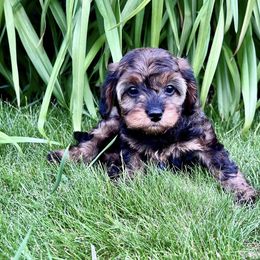 Cavapoo Puppies from Cavapoo Cuddles