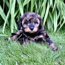 Cavapoo Puppies from Cavapoo Cuddles