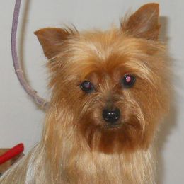 Boxers and Yorkshire Terriers from Pine Oaks Kennel