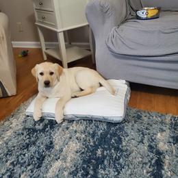 Labrador Retriever All Grown Up from Heartfelt Love Labradors