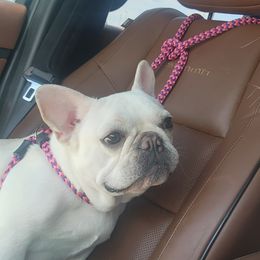 Wynter - French Bulldog