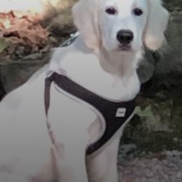 Golden Retrievers from Shady Creek Goldens