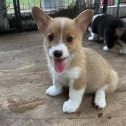 Girl 1 - Red female Pembroke Welsh Corgi puppy in Ridgeland, South Carolina from FOF Lowcountry Corgis