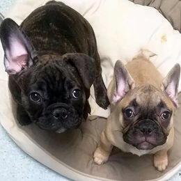 French Bulldogs from Hammar French Bulldogs
