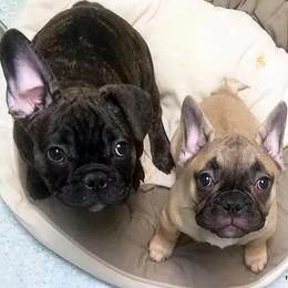 French Bulldogs from Hammar French Bulldogs