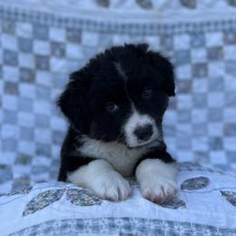 Ozzy-fluffy - Black and white male Cardigan Welsh Corgi puppy in Hope, Arkansas from Foxy Knoll Farm