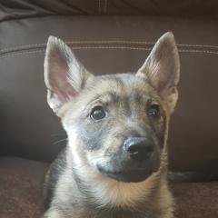 Nova Scotia Duck Tolling Retrievers and Swedish Vallhunds from Firefly Farms